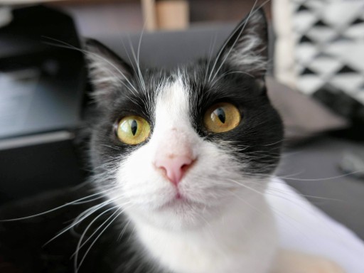 photo of a cute tuxedo cat