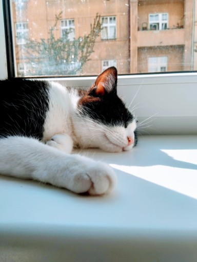 photo of a cute tuxedo cat