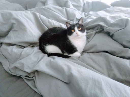 photo of a cute tuxedo cat