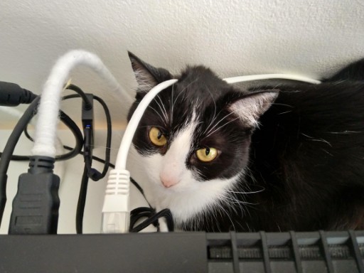 photo of a cute tuxedo cat