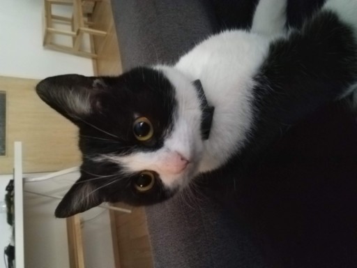 photo of a cute tuxedo cat