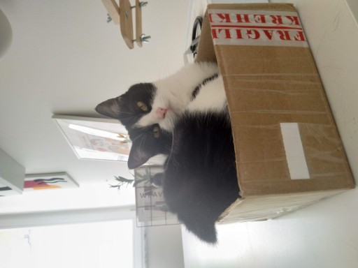 photo of a cute tuxedo cat