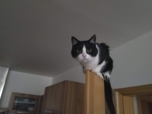 photo of a cute tuxedo cat