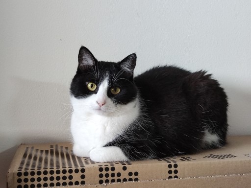 photo of a cute tuxedo cat