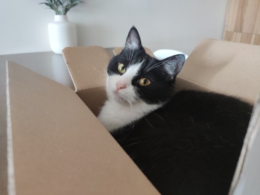 photo of a cute tuxedo cat