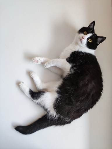 photo of a cute tuxedo cat