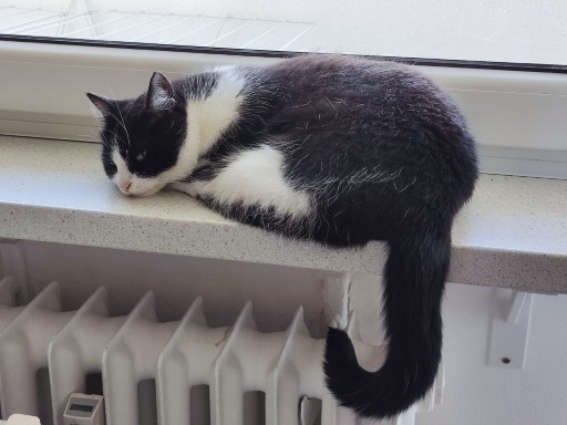 photo of a cute tuxedo cat