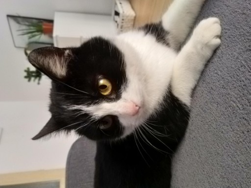 photo of a cute tuxedo cat