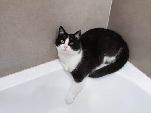 photo of a cute tuxedo cat