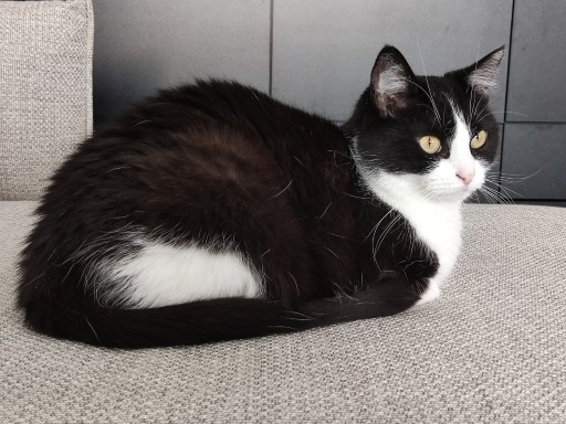 photo of a cute tuxedo cat