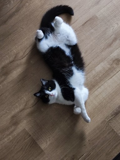 photo of a cute tuxedo cat