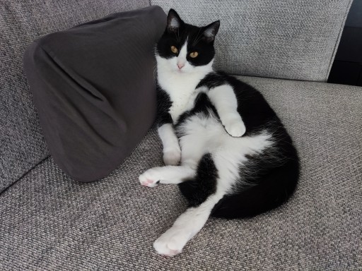 photo of a cute tuxedo cat