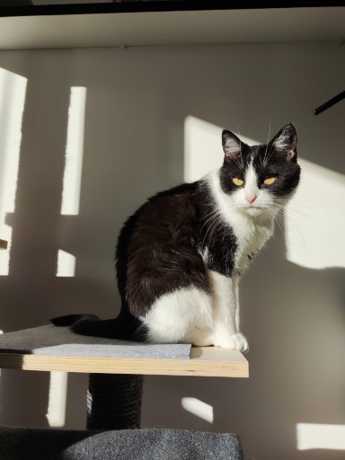 photo of a cute tuxedo cat