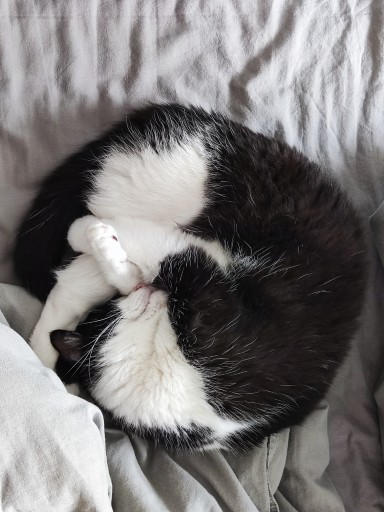 photo of a cute tuxedo cat