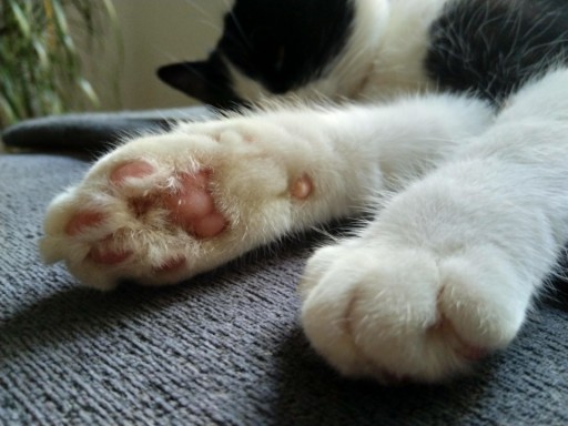 photo of a cute tuxedo cat