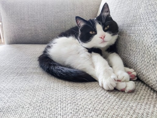 photo of a cute tuxedo cat