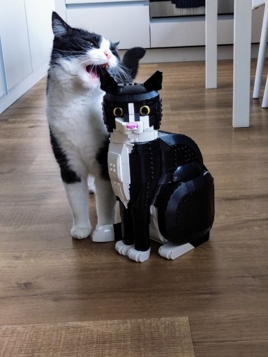 photo of a cute tuxedo cat