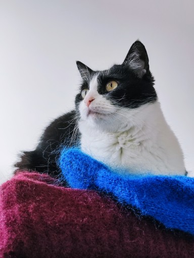 photo of a cute tuxedo cat