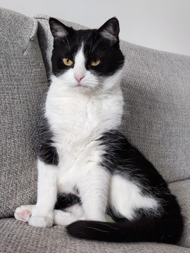 photo of a cute tuxedo cat