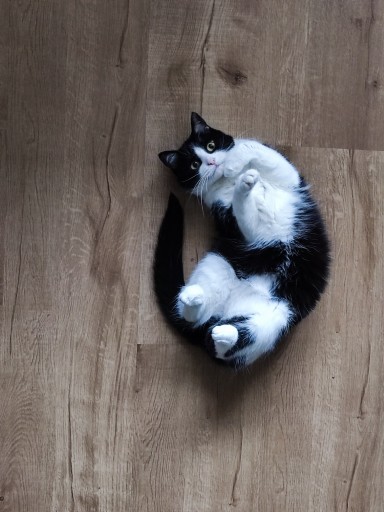 photo of a cute tuxedo cat