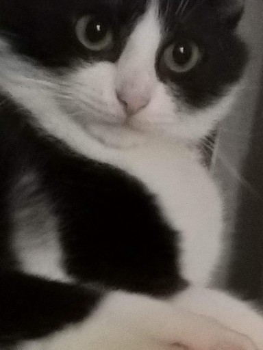 photo of a cute tuxedo cat
