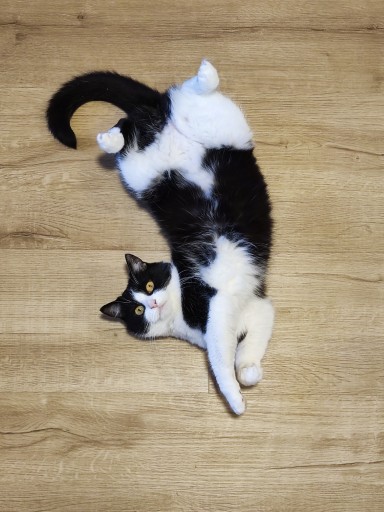 photo of a cute tuxedo cat