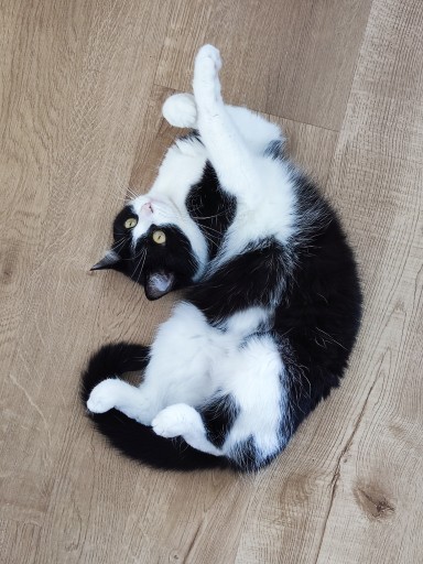 photo of a cute tuxedo cat