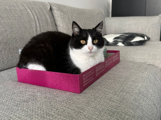 photo of a cute tuxedo cat