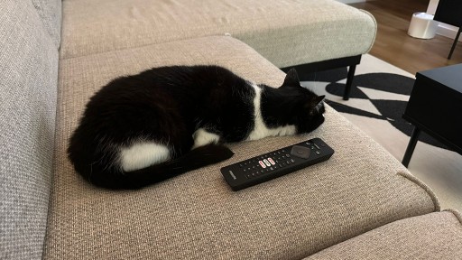 photo of a cute tuxedo cat