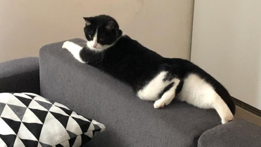 photo of a cute tuxedo cat