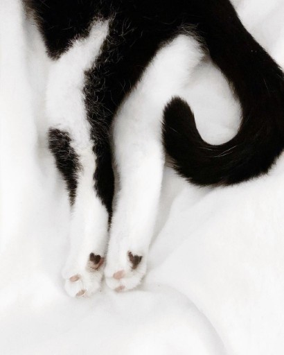 photo of a cute tuxedo cat
