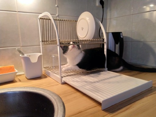 photo of a cute tuxedo cat