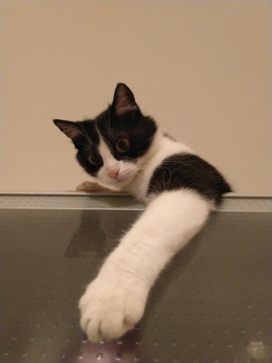 photo of a cute tuxedo cat