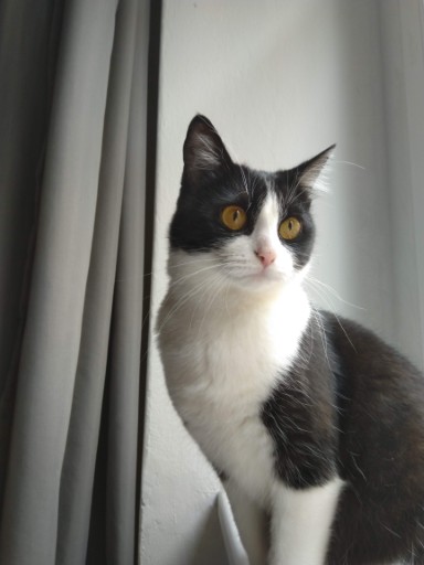 photo of a cute tuxedo cat