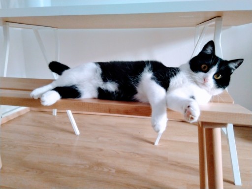 photo of a cute tuxedo cat