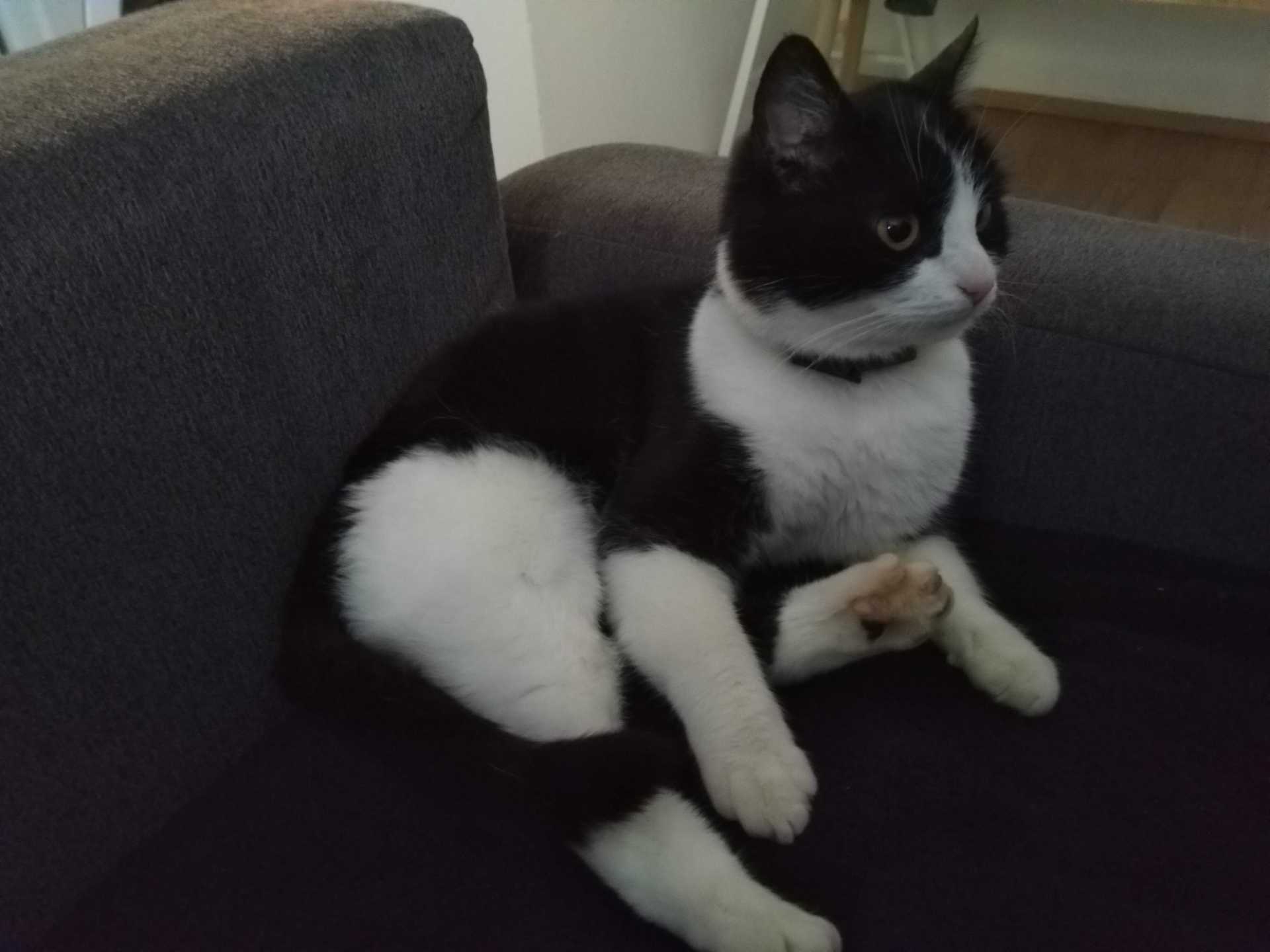 Photo of a tuxedo cat relaxed on a couch